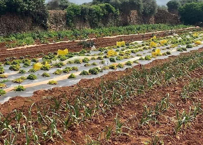 Cerca De Ciutadella Con Piscina Venkovský dům *